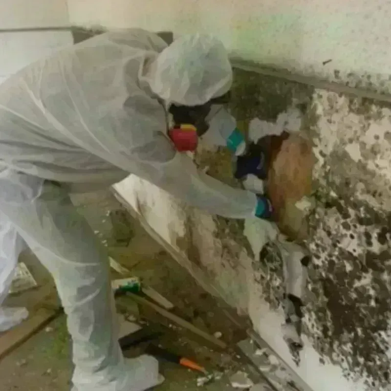 Mold Remediation and Removal in University Place, WA